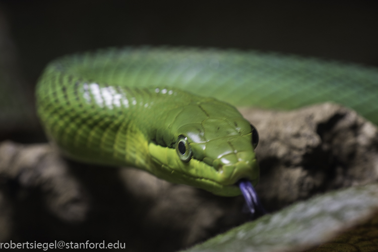 California Academy of Science 2019